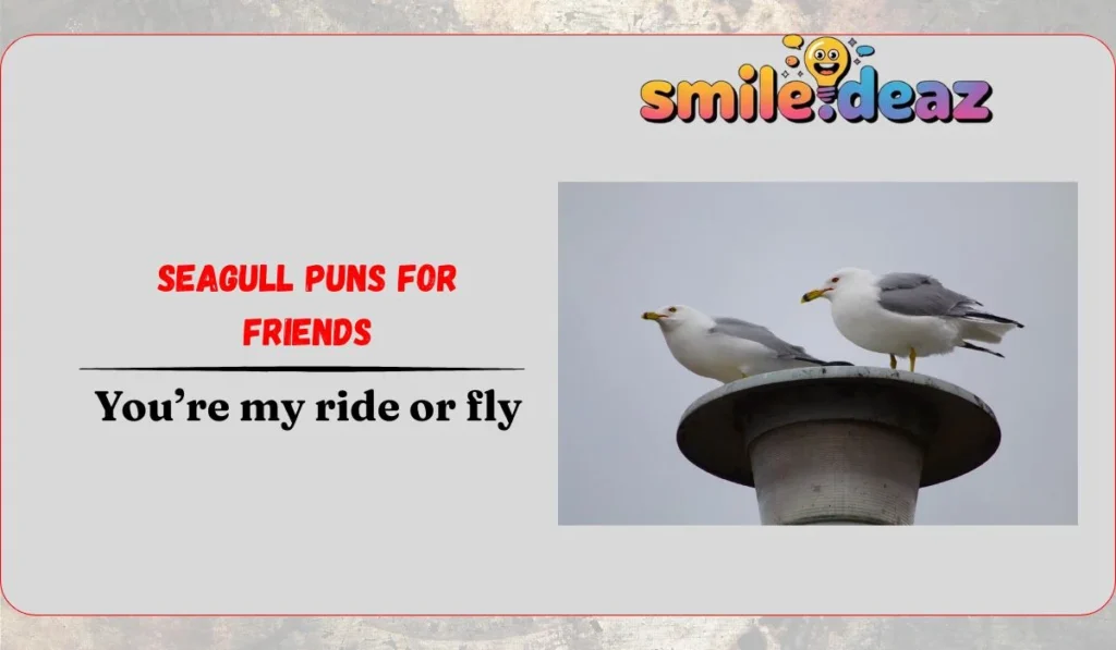 Seagull Puns for Friends